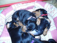 /album/stenata-2012/p1010339-gute-nacht-liebe-akuma-jpg/